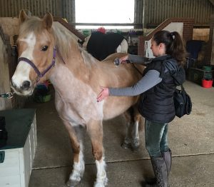 light therapy on horse, equine therapy, laser light treatment, horses, dogs, pets beaconsfield, wellness, horse injuries